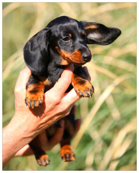 Dachshund Puppies For Adoption Nc : Dapple Dachshund Puppies For ...