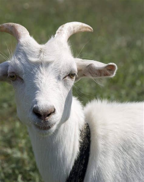 Goat Horns ~ What to Know about Horned Goats - Rural Living Today