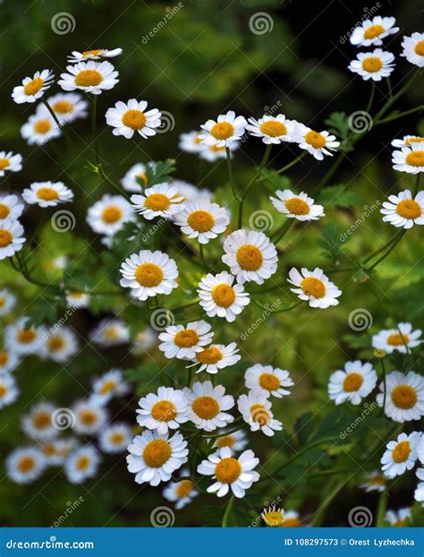 On the Flower Grows Pyrethrum Cinerariifolium Stock Image - Image of ...