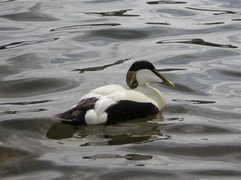 Birding For Pleasure: Eider Duck