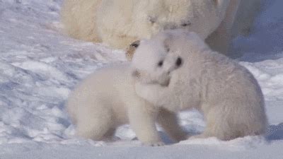 Polar Bear Gif Polar Bear Baby Discover Share Gifs Cute Love – NBKomputer