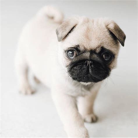 Baby Pug Tiny Puppies, Pug Puppies, Pug Dogs, Terrier Puppies, Boston ...