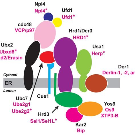 Domain structure of HMG CoA reductase. (A) As discussed in the text,... | Download Scientific ...