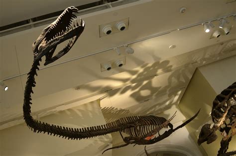 Elasmosaurus Fossil | Elasmosaurus (Greek for "ribbon lizard… | Flickr