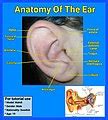 Ear - Wikimedia Commons