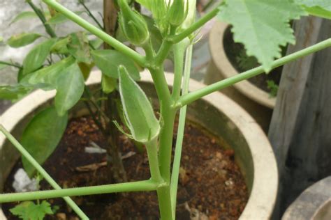 My Little Potted Garden: Ladies Fingers