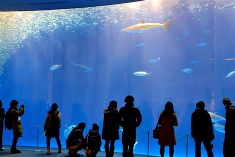 Port of Nagoya Public Aquarium | Aichi Attractions | Travel Japan | JNTO