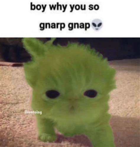 boy why you so gnarp gnap | Funny cats, Funny looking cats, Funny cute cats