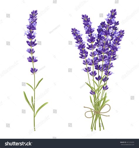 5,014 Lavender bunch Stock Vectors, Images & Vector Art | Shutterstock