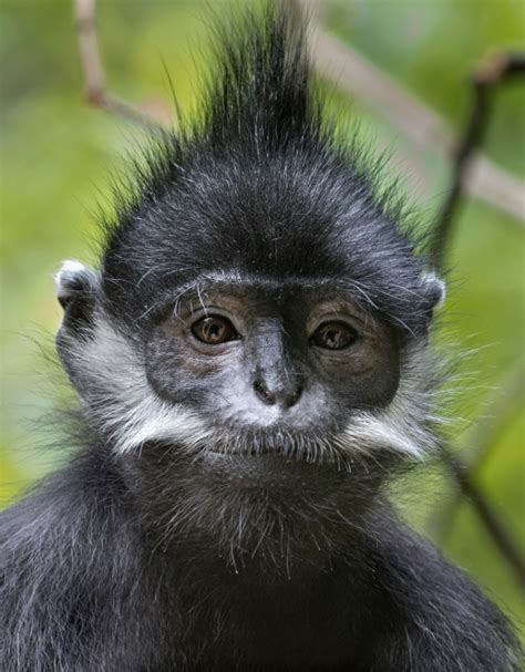 Woodland Park Zoo Blog: Making a home for new François' langur family