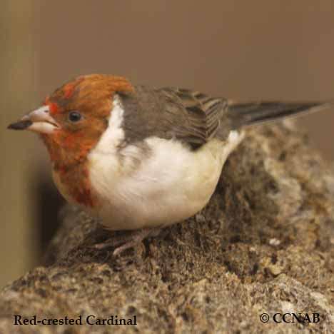 Red-crested Cardinal - North American Birds - Birds of North America