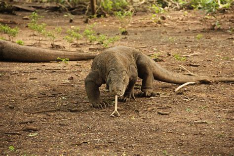 File:Komodo dragon walking.JPG