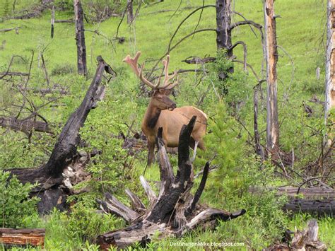 Destination Mike: Wildlife Seen in Banff National Park