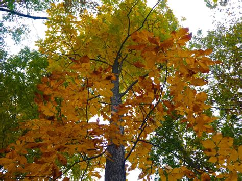 hickory tree leaves and nuts - Flossie Flagg