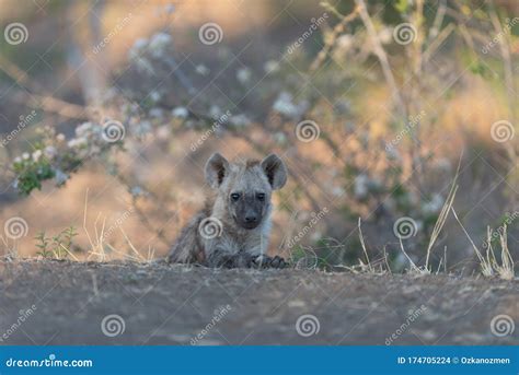 Hyena Pup in the Wilderness Stock Photo - Image of muzzle, dangerous ...