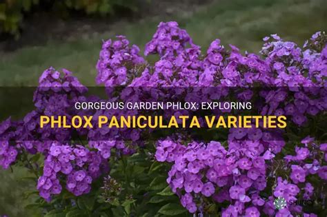 Gorgeous Garden Phlox: Exploring Phlox Paniculata Varieties | ShunCy