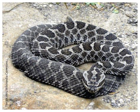 Eastern Diamondback Rattlesnake Bite