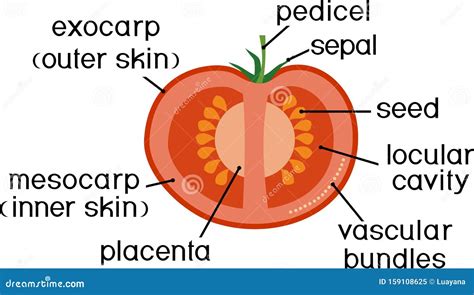 Morphology And Anatomy Of Tomato Ripe Red Fruit. Tomato Fruit Structure ...