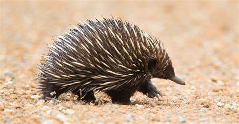 Echidna vs Hedgehog: What’s the Difference? - A-Z Animals