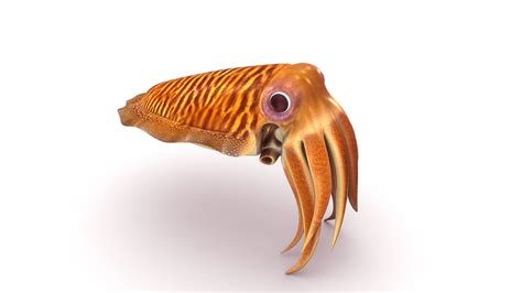 Squid 3D Models for Download | TurboSquid