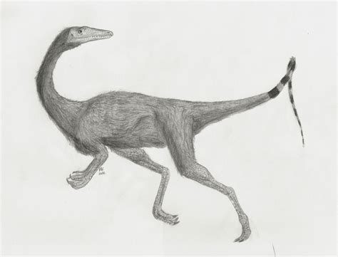 Coelophysis bauri by rkotwa on deviantART