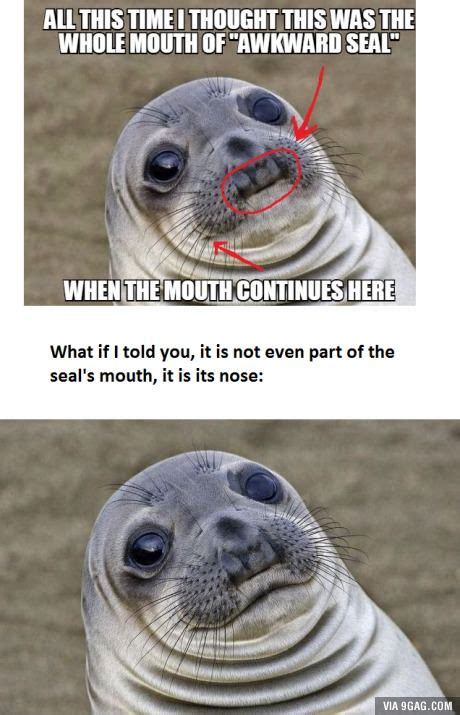 Here is the original (awkward) seal, it has actually a quite normal mouth - Meme | Funny animal ...