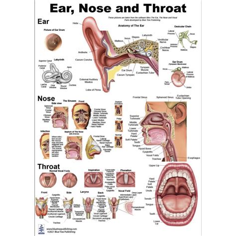 Ear Nose Throat Regular Poster