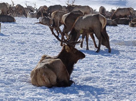 Elk Winter Migration in the Tetons | Buffalo Roam Tours - Jackson Hole