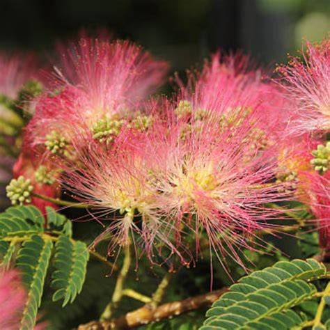 Pink Mimosa Tree | Persian Silktree — PlantingTree.com