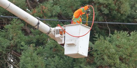 Innovations in Tree Care: Enhancing Safety and Efficiency