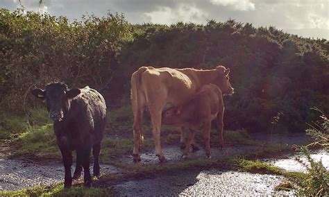 Walney Wildlife – The accounts of North Walney's Wildlife