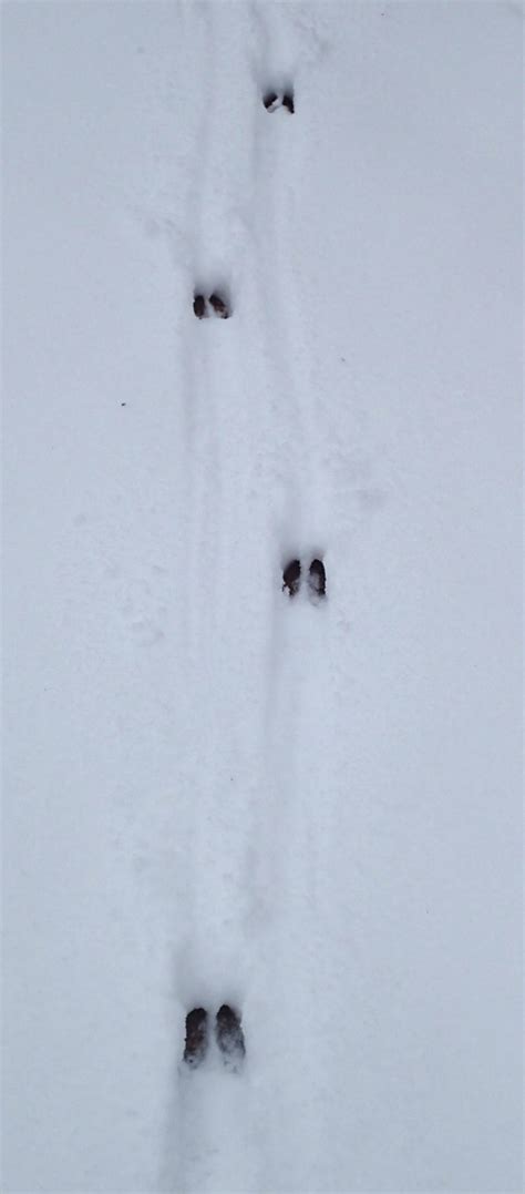 Deer Tracks In Snow