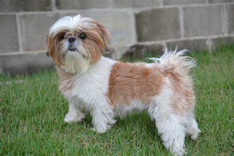 Shih Tzu Training 101: An Ultimate Guide To Deal Little Lion