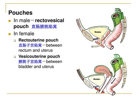 PPT - The peritoneum 腹膜 PowerPoint Presentation, free download - ID:746252