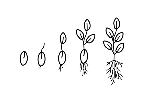 Stages of seed germination, vector illustration of gardening seedlings, doodle style. 7901873 ...