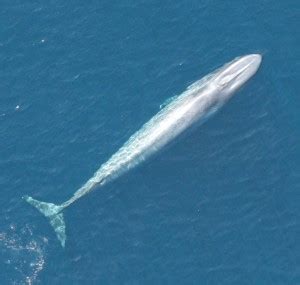 California blue whales rebound from whaling; first of their kin to do so | UW News