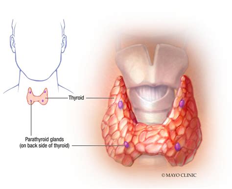 Parathyroid Gland Anatomy