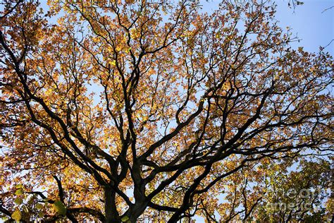 Ancient Autumn Oak Tree Canopy Photograph by Tim Gainey | Fine Art America