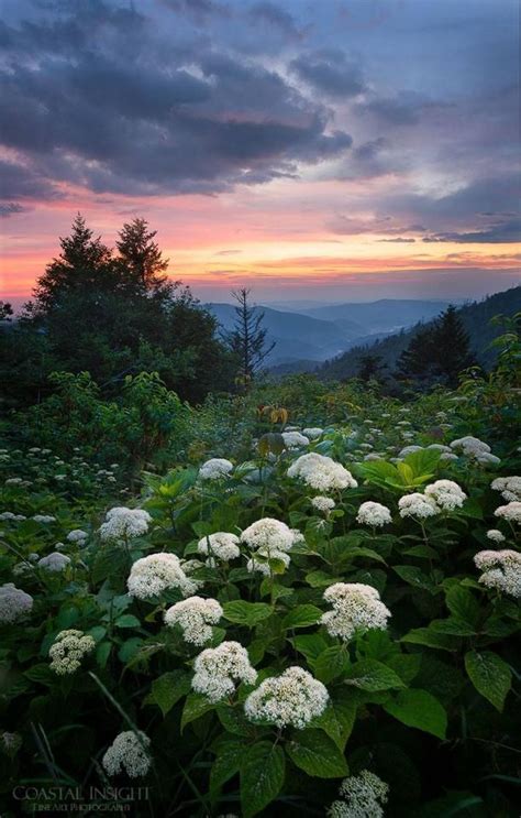 Smoky Mountain wildflowers are quite the sight to see! | Lindas paisagens, Natureza, Paisagens