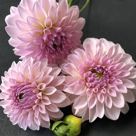 Pink Dahlia Flowers for Your Garden