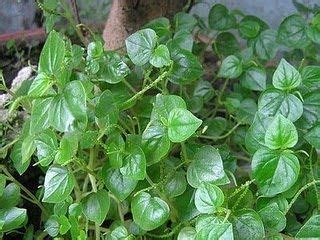 🎉 Pansit pansitan herbal plant. PHILIPPINE HERBAL PLANTS AND THEIR USES ...