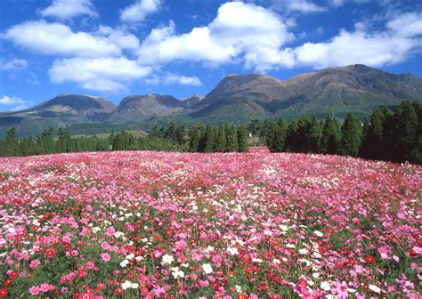 花言葉は乙女の真心。絶景！2018年に行くべき熊本のコスモススポット5選（※1件は大分県も含みます） | おるとくまもと