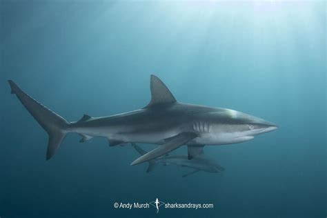 Dusky Shark - Carcharhinus obscurus