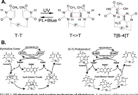 Figure 3 from Structure and Function of Photolyase and in Vivo Enzymology: 50th Anniversary ...