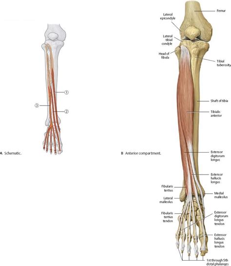 Knee & Leg - Atlas of Anatomy