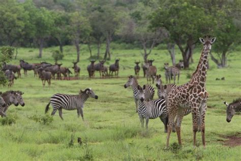 Lake Naivasha National Park - Maasai Mara National Reserve