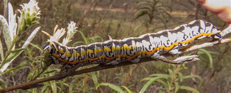 Owlet Moth sp caterpillar | Anybody know the species? The si… | Flickr