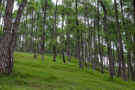 Premium Photo | Beautiful pasture land for grazing cattles