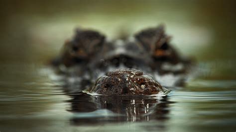 Crocodile Wallpapers Wallpaper 2560×1440 Crocodile Wallpapers (47 Wallpapers) | Adorable ...