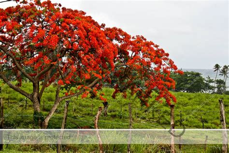 The Flamboyan Tree: A Puerto Rico Icon | Puerto Rico Travel News